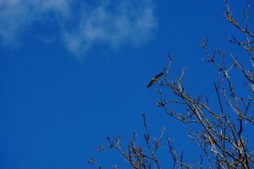 The white stork is flying in the sky