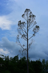 Tree with branches And a little leaf with the sky in nature, used as a background image
