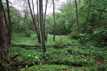 Green plants in the rainy forest