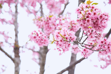 Beautiful cherry blossom or sakura in spring time over  sky