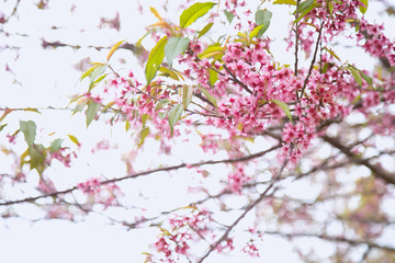 Beautiful cherry blossom or sakura in spring time over  sky