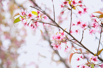 Beautiful cherry blossom or sakura in spring time over  sky