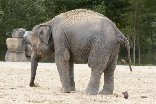 Small elephant in the zoo poops