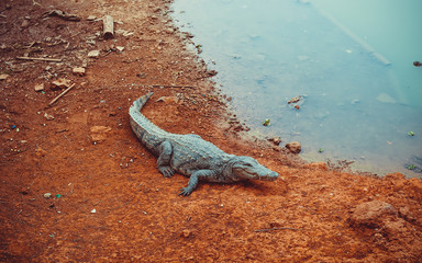 a crocodile lies on the shore of a lake in a national Park in Africa
