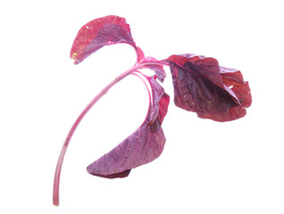 red spinach isolated on white background