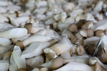 King oyster or Eringi mushroom pack in foam tray.
