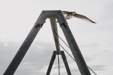 Möwe fliegt über Schaukel