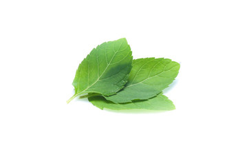 Obraz premium mint leaves isolated isolated on white