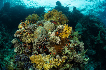 typical Red Sea tropical reef with hard and soft coral surrounded by school of orange anthias