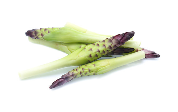 Purple siam tulip flowers isolated on white background