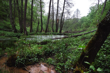 Green plants in the rainy forest