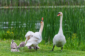 Family of swans. Mother, Father, and their babies at shoreline in nature. Swan family with chicks in the nature. 