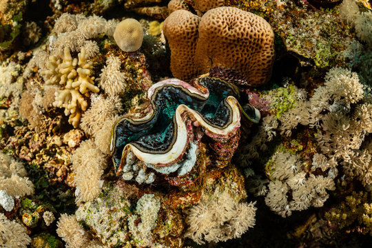 fluted giant clam on reef