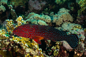 head closeup of coral grouper