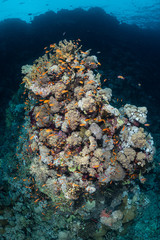 Plakat typical Red Sea tropical reef with hard and soft coral surrounded by school of orange anthias