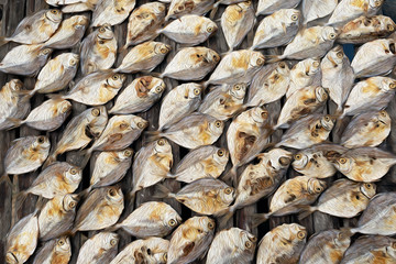 Sea fish wobbles in the sun in a fishing village. Oil-painted stylization. 