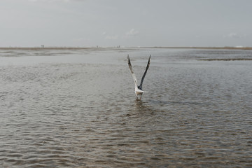 Möwe am Strand