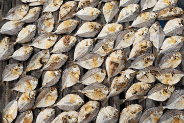 Sea fish wobbles in the sun in a fishing village