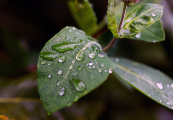 water drops on a leaf