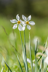Grandalla. Narcissus poeticus.Symbolic flower of Andorra