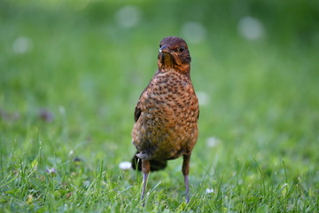 Merle noir la femelle. 