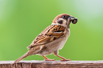 A sparrow eats a caterpillar. Sparrow with a mouth full of food.