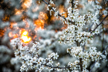 Dutch spring flowers during the evening sun