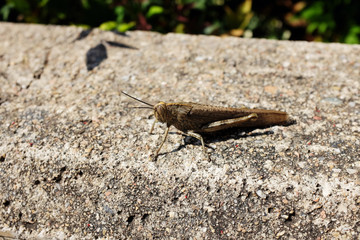 grasshopper on the stone