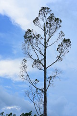 The trees against the sky on a bright sunny day