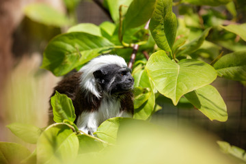 Obraz premium Pinscher Tamarin - Saguinus oedipus sitting on a branch among green leaves with beautiful light and bokeh.