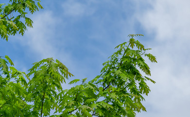 Quercus palustris, the pin oak or swamp Spanish oak with bright young lush foliage on blue sky background. Spring sunny day. Nature concept for natural design. There is place for text