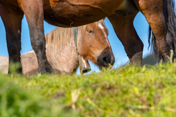 Rural stage with horses in the fields of Canillo in Andorra