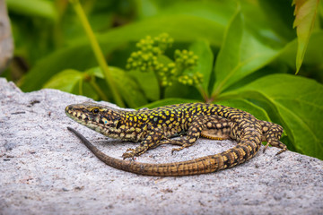 Fototapeta premium Mauereidechse