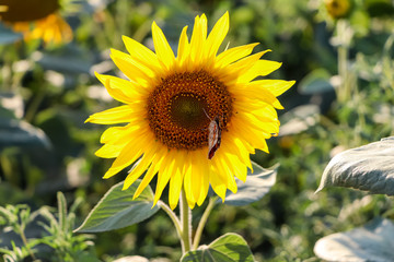 sunflower in the field