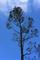 The trees against the sky on a bright sunny day