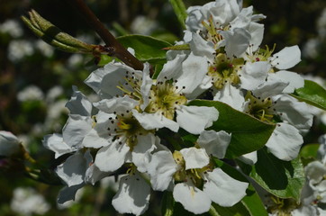 Beautiful flowering apple trees close-up spring