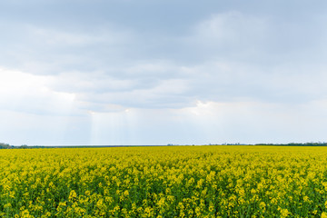 Blooming rapeseed field in cloudy weather
