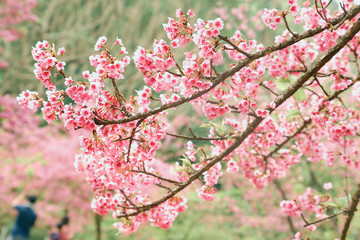 Vintage sakura or cherry blossom