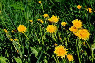 Yellow dandelion flowers (taraxacum officinale). Dandelions field background on spring.