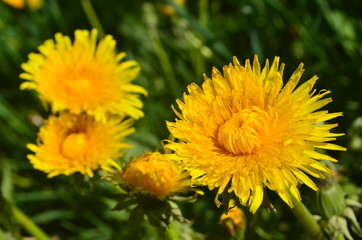 Naklejka premium Yellow dandelion flowers (taraxacum officinale). Dandelions field background on spring.