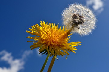 Yellow dandelion flower close-up on a background of blue sky, sunny spring day