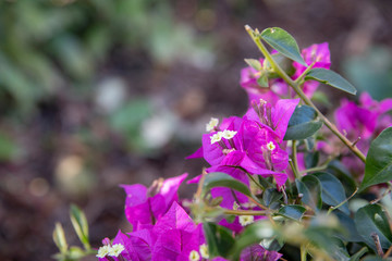 Purple bloom petals of a flower in the garden. Pink plant gardening with some dark green leaves.