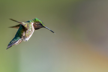 Fototapeta na wymiar Portrait of a male Ruby-throated Hummingbird.