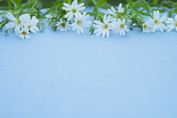 White flowers from above on a blue background. Concept background for copying.top view
