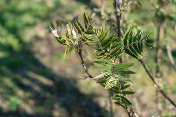 View of a branch of mountain ash tree with new green leaves in spring 