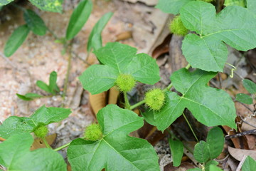 Green leaves in nature used as a background image.