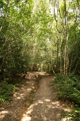 Fototapeta na wymiar walkway in the woods of surrey england