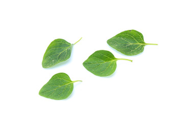Fototapeta na wymiar Oregano or marjoram leaves isolated on white background