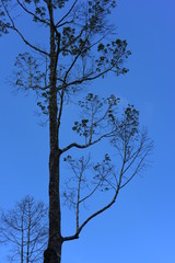Tree with branches And a little leaf with the sky in nature, used as a background image
