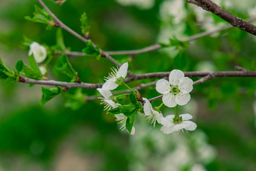 spring time tree foliage blooming nature scene white flower branch